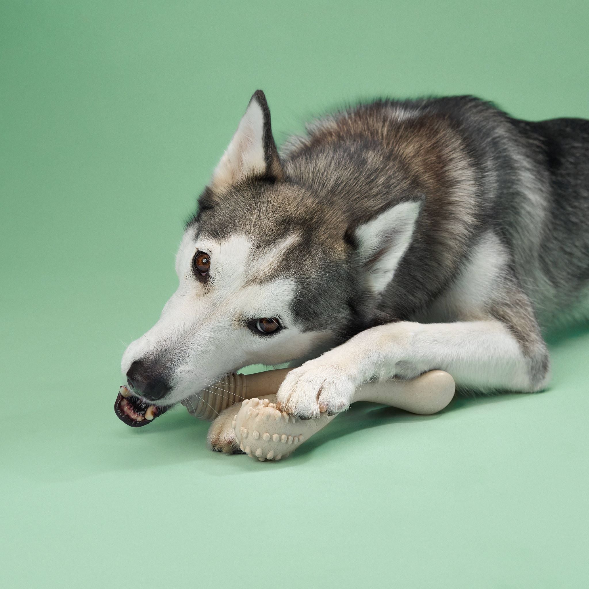BetterBone MODERATE Durability CHEW TOY: Perfect Chew for Everyday Chewers | Naturally Derived Ingredients, Eco-Friendly, Non-Toxic